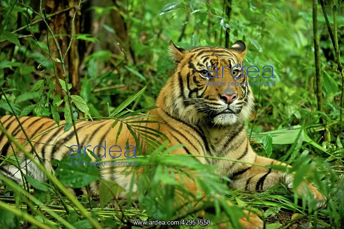 : Sumatran Tiger - lying in rainforest : Sumatran Tiger - lying in rainforest