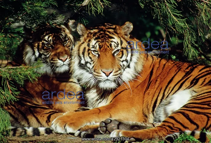: Sumatran Tiger - two lying down together in shade of trees : Sumatran Tiger - two lying down together in shade of trees