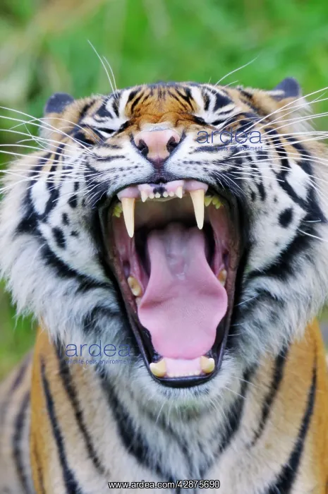 : Sumatran Tiger - with mouth wide open : Sumatran Tiger - with mouth wide open