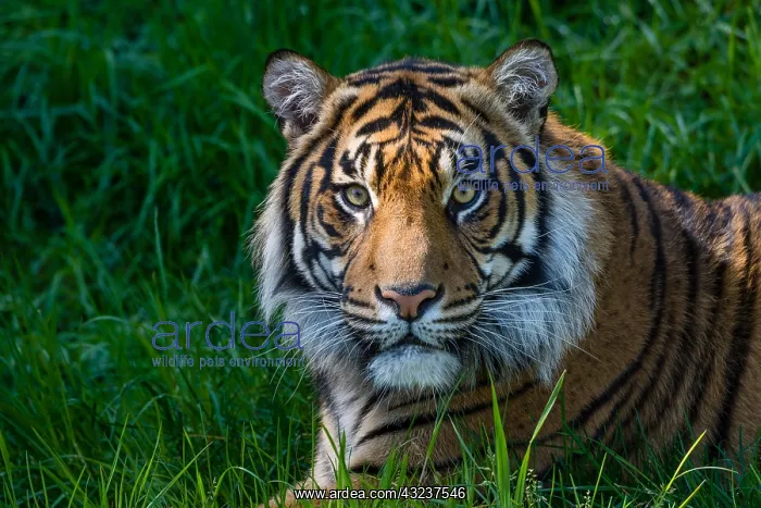 : Sumatran Tiger (Panthera tigris) : Sumatran Tiger (Panthera tigris)