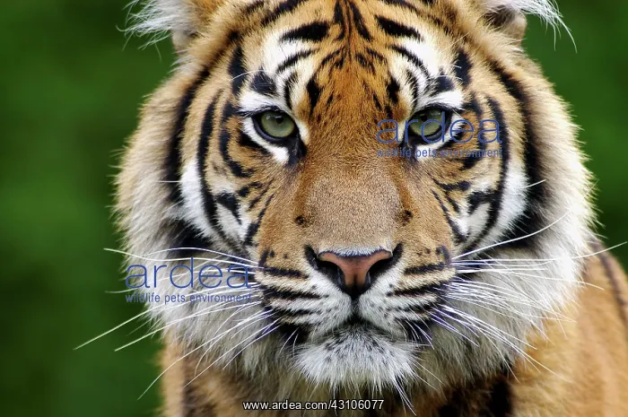 : Sumatran tiger (Panthera tigris sumatrae), Portrait : Sumatran tiger (Panthera tigris sumatrae), Portrait