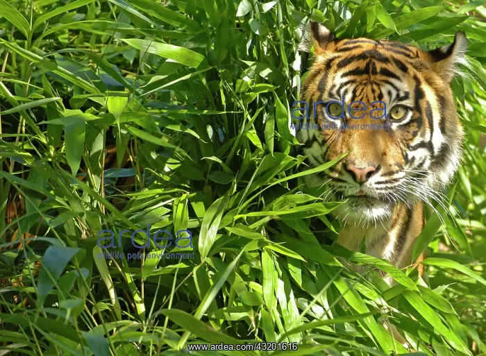 : Sumatran Tiger (Panthera tigris sumatrae) : Sumatran Tiger (Panthera tigris sumatrae)