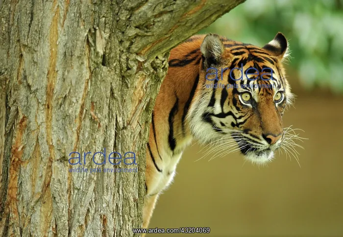 : Sumatran tiger (Panthera tigris sumatrae) : Sumatran tiger (Panthera tigris sumatrae)
