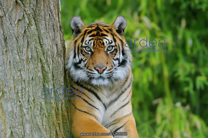 : Sumatran Tiger (Panthera tigris sumatrae) : Sumatran Tiger (Panthera tigris sumatrae)