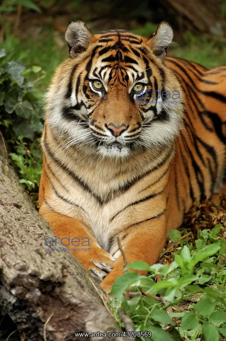 : Sumatran tiger (Panthera tigris sumatrae) : Sumatran tiger (Panthera tigris sumatrae)