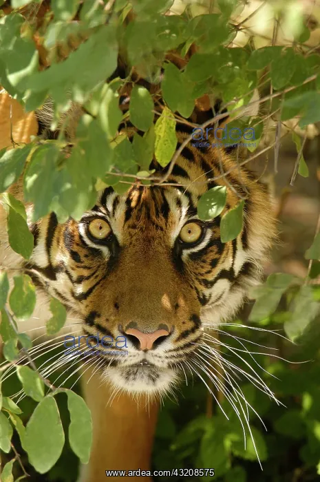 : Sumatran Tiger (Panthera tigris sumatrae), portrait : Sumatran Tiger (Panthera tigris sumatrae), portrait
