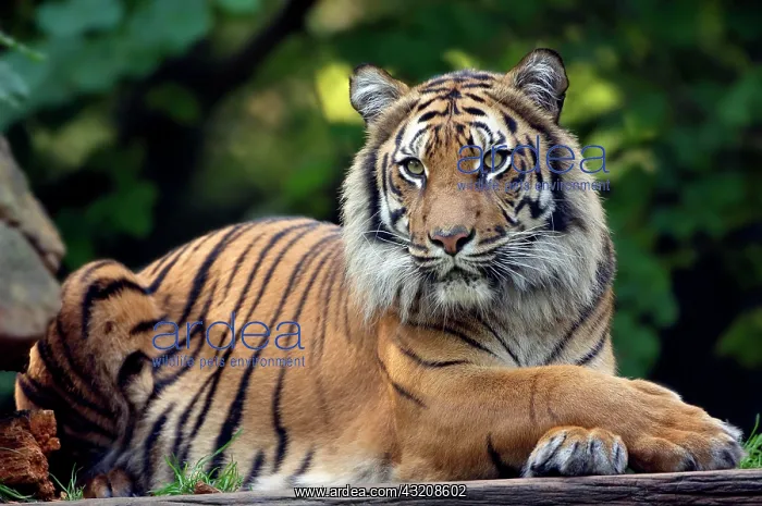 : Sumatran Tiger (Panthera tigris sumatrae) : Sumatran Tiger (Panthera tigris sumatrae)