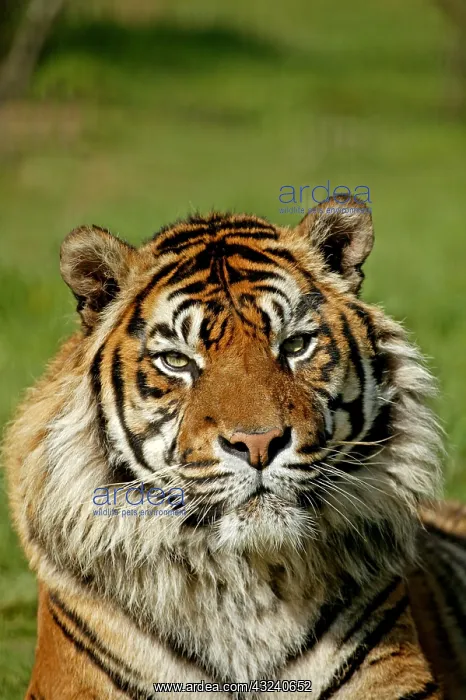 : Sumatran Tiger (panthera tigris sumatrae), Portrait of Adult : Sumatran Tiger (panthera tigris sumatrae), Portrait of Adult