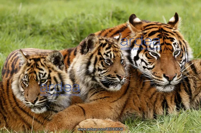 : Sumatran Tiger (panthera tigris sumatrae), Mother with Cub : Sumatran Tiger (panthera tigris sumatrae), Mother with Cub