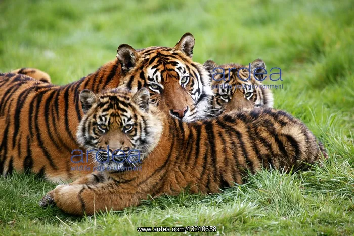 : Sumatran Tiger (panthera tigris sumatrae), Mother and Youngs : Sumatran Tiger (panthera tigris sumatrae), Mother and Youngs