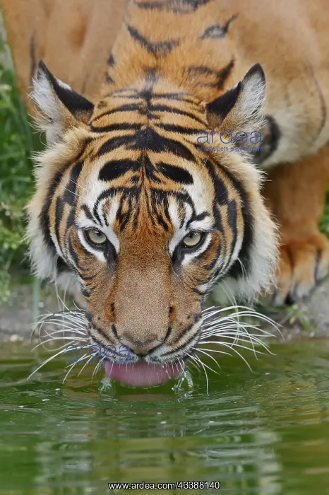: Sumatran tiger (Panthera tigris sumatrae), drinking : Sumatran tiger (Panthera tigris sumatrae), drinking