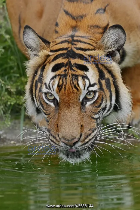 : Sumatran tiger (Panthera tigris sumatrae), drinking : Sumatran tiger (Panthera tigris sumatrae), drinking