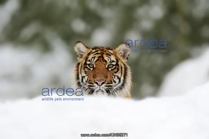 : Sumatran tiger (Panthera tigris sumatrae) in the : Sumatran tiger (Panthera tigris sumatrae) in the