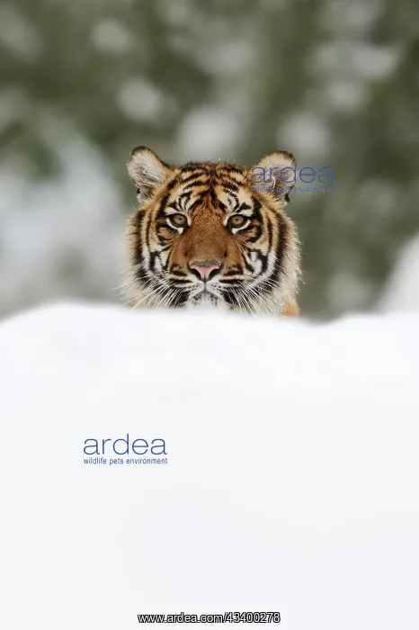  : Sumatran tiger (Panthera tigris sumatrae) in the