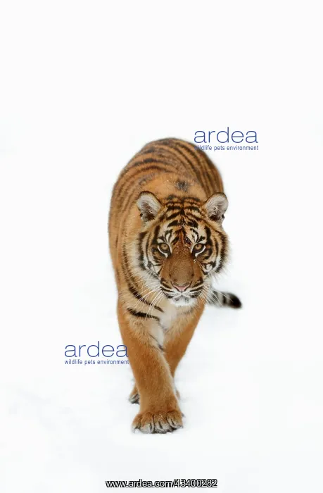 : Sumatran tiger (Panthera tigris sumatrae) in the : Sumatran tiger (Panthera tigris sumatrae) in the