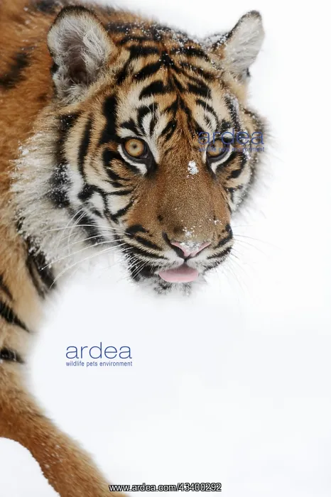 : Sumatran tiger (Panthera tigris sumatrae) in the : Sumatran tiger (Panthera tigris sumatrae) in the