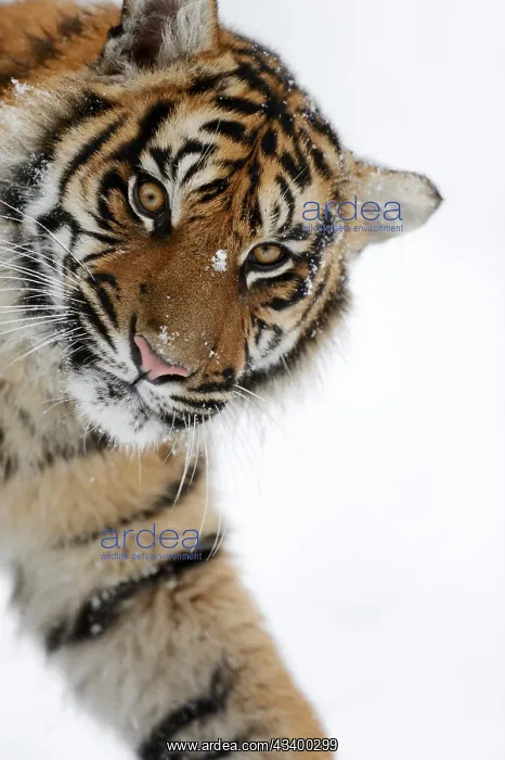 : Sumatran tiger (Panthera tigris sumatrae) in the : Sumatran tiger (Panthera tigris sumatrae) in the