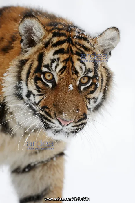: Sumatran tiger (Panthera tigris sumatrae) in the : Sumatran tiger (Panthera tigris sumatrae) in the