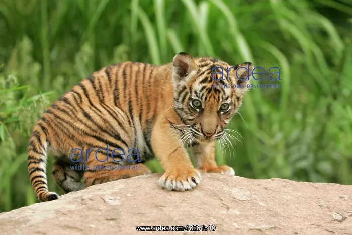 : Sumatran Tiger (Panthera tigris sumatrae), cub : Sumatran Tiger (Panthera tigris sumatrae), cub