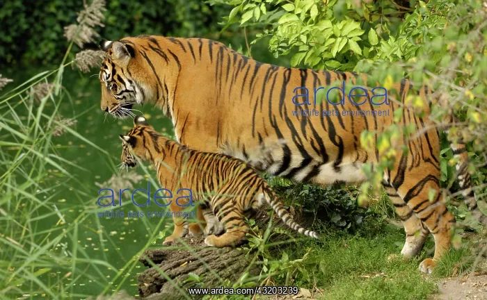 : Sumatran tiger (Panthera tigris sumatrae) mother : Sumatran tiger (Panthera tigris sumatrae) mother