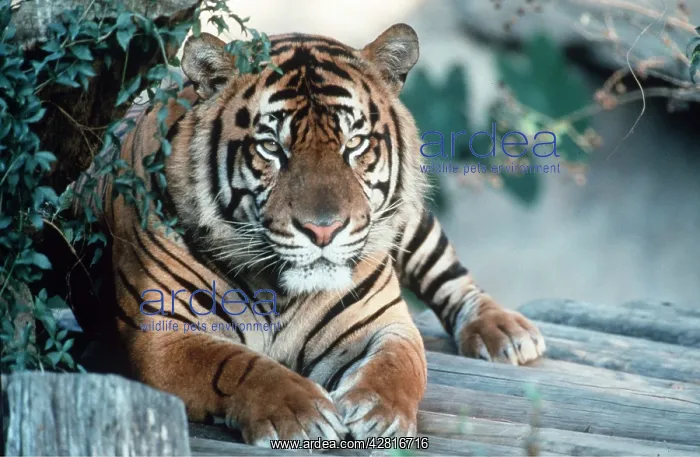: Sumatran TIGER - sitting close-up : Sumatran TIGER - sitting close-up