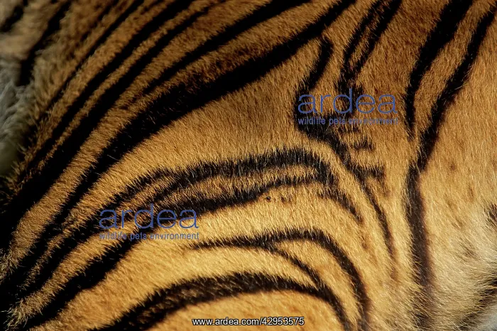 : Sumatran Tiger - skin pattern : Sumatran Tiger - skin pattern