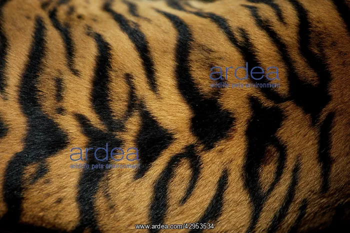 : Sumatran Tiger - skin pattern on back Indonesia : Sumatran Tiger - skin pattern on back Indonesia