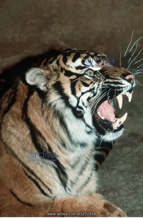 : Sumatran TIGER - snarling : Sumatran TIGER - snarling