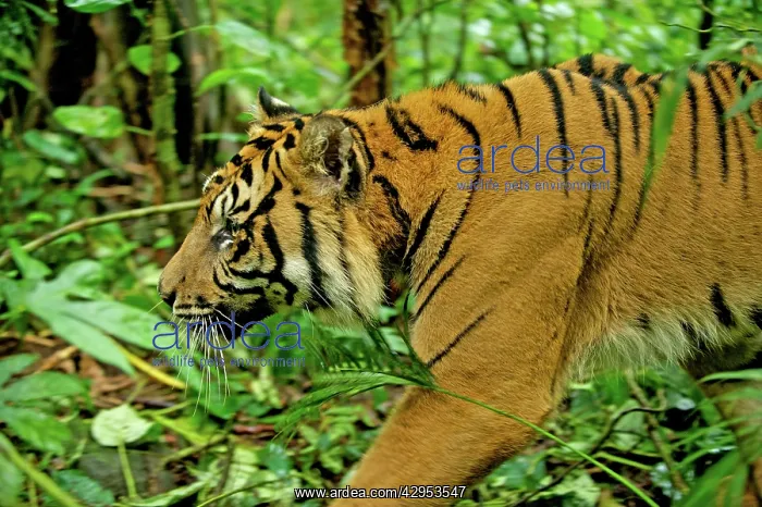 : Sumatran Tiger - walking in rainforest : Sumatran Tiger - walking in rainforest