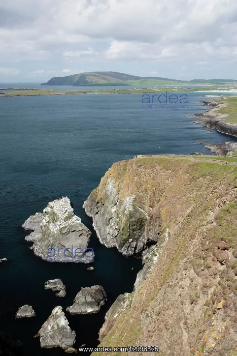 : Sumburgh Head, looking West to Scatness : Sumburgh Head, looking West to Scatness