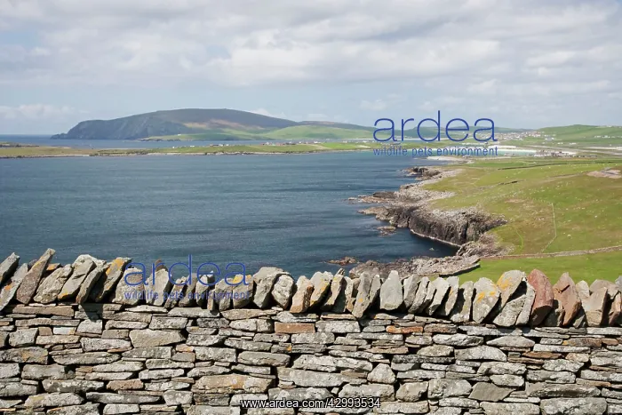 : Sumburgh Head, looking West to Scatness : Sumburgh Head, looking West to Scatness
