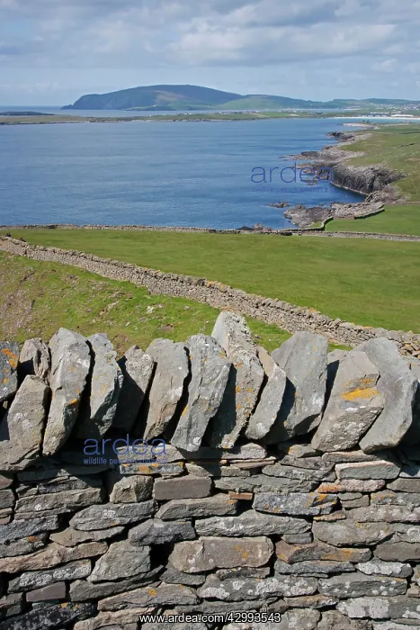 : Sumburgh Head, looking West to Scatness : Sumburgh Head, looking West to Scatness