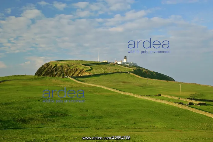 : Sumburgh Head - and Sumburgh Head lighthouse, which : Sumburgh Head - and Sumburgh Head lighthouse, which