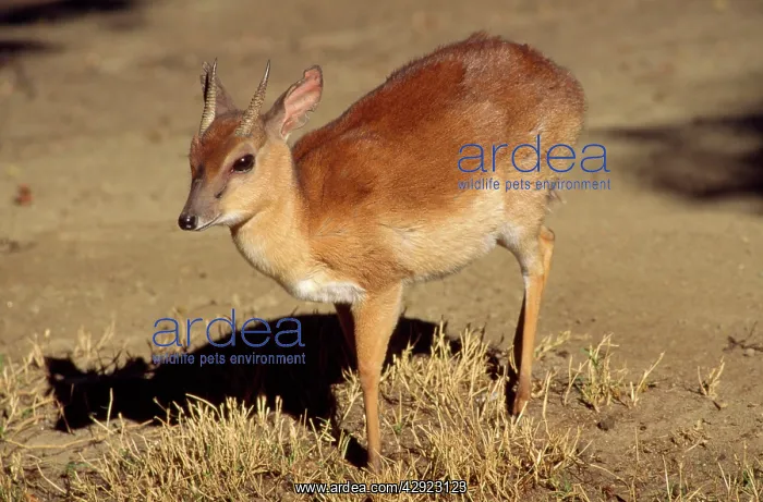 : Sumi Antelope - male : Sumi Antelope - male