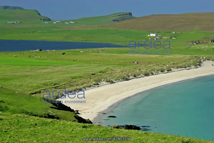: Summer beach - beach of Scousburgh Sands on the : Summer beach - beach of Scousburgh Sands on the