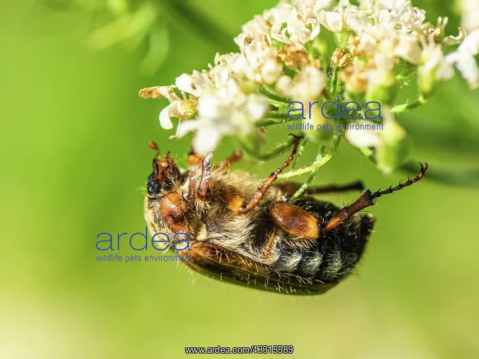 : Summer Chafer, Amphimallon solstitialis, Devon : Summer Chafer, Amphimallon solstitialis, Devon