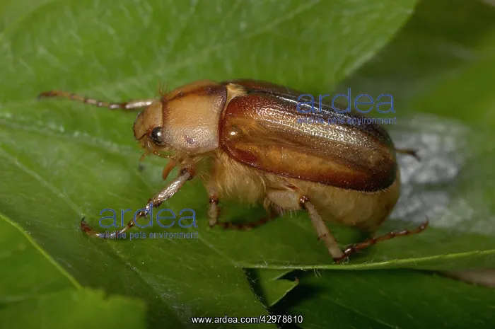 : Summer Chafer Beetle : Summer Chafer Beetle