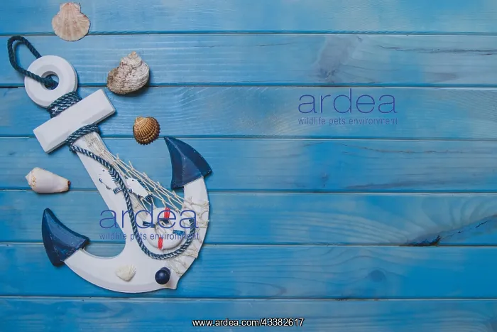 : Summer composition with anchor seashells and bla : Summer composition with anchor seashells and bla