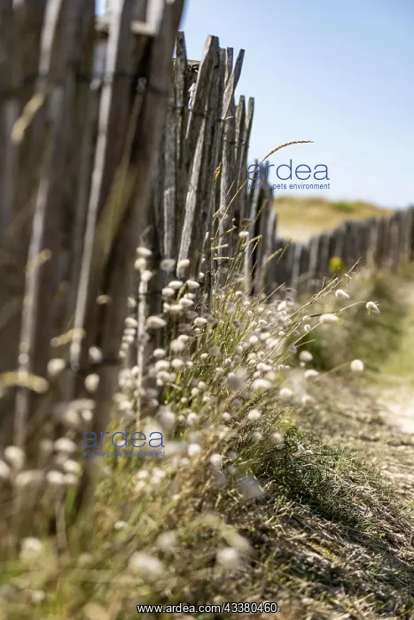 : Summer dune landscape with the wooden picket fence : Summer dune landscape with the wooden picket fence