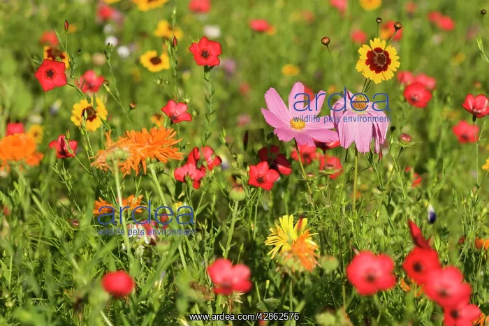 : Summer flower mix - colourful summer flower mix : Summer flower mix - colourful summer flower mix