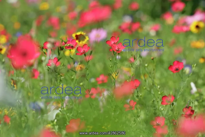 : Summer flower mix - colourful summer flower mix : Summer flower mix - colourful summer flower mix