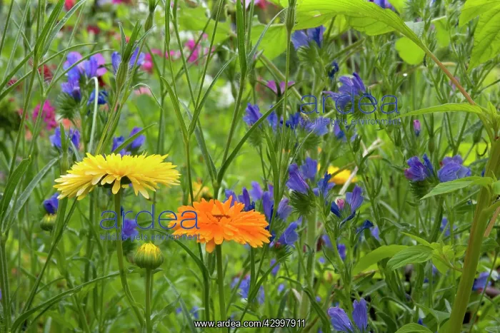 : Summer Flowers - mixture in garden : Summer Flowers - mixture in garden