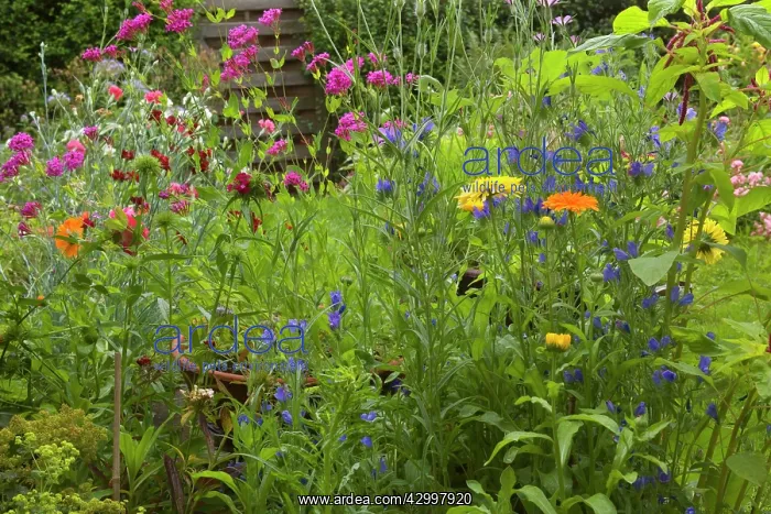 : Summer Flowers - mixture in garden : Summer Flowers - mixture in garden
