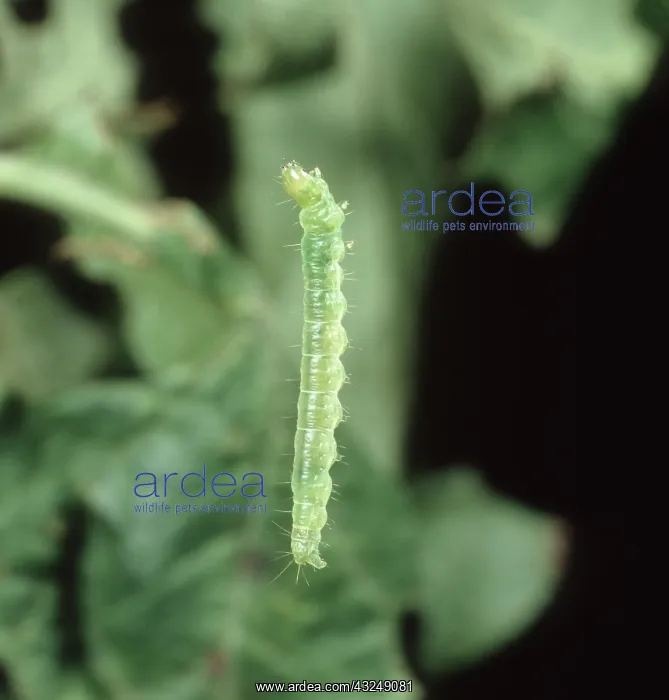 : Summer Fruit Tortrix caterpillar : Summer Fruit Tortrix caterpillar