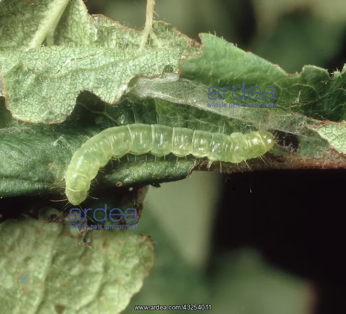 : Summer fruit tortrix Caterpillar : Summer fruit tortrix Caterpillar