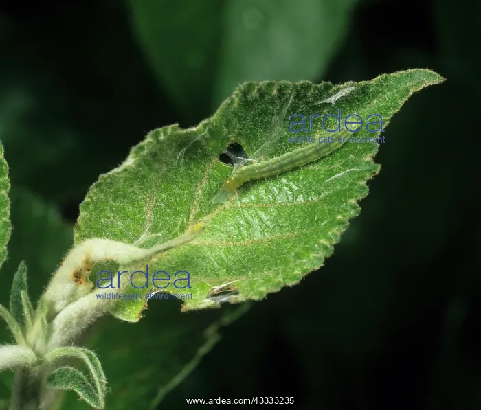  : Summer fruit tortrix caterpillar