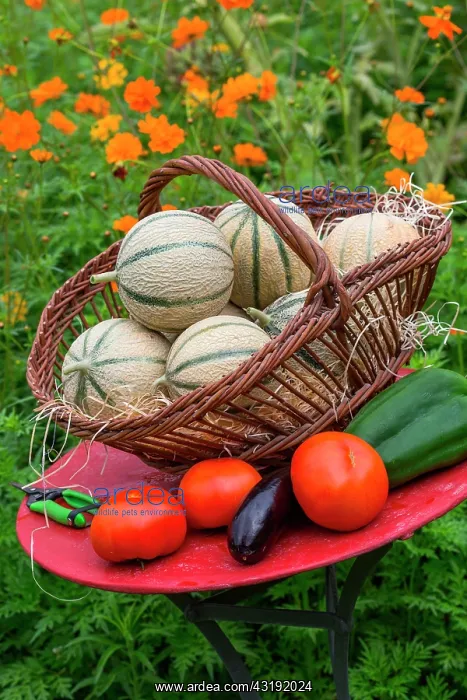 : Summer harvest of fruits and vegetables on a small : Summer harvest of fruits and vegetables on a small