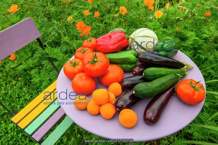: Summer harvest of fruits and vegetables on a small : Summer harvest of fruits and vegetables on a small