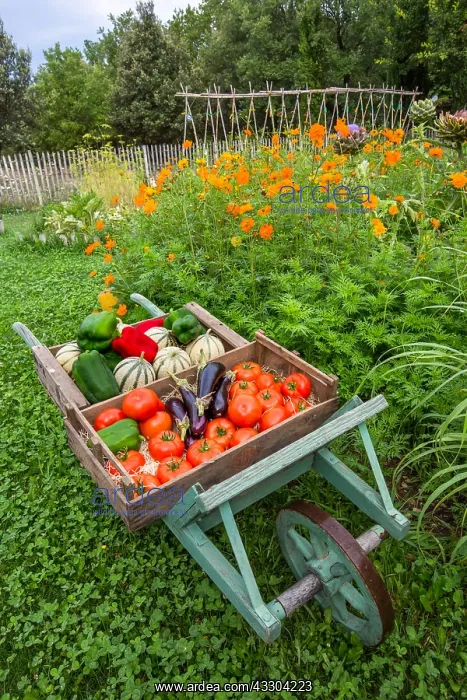 : Summer harvest of fruits and vegetables on a wheelbarrow : Summer harvest of fruits and vegetables on a wheelbarrow