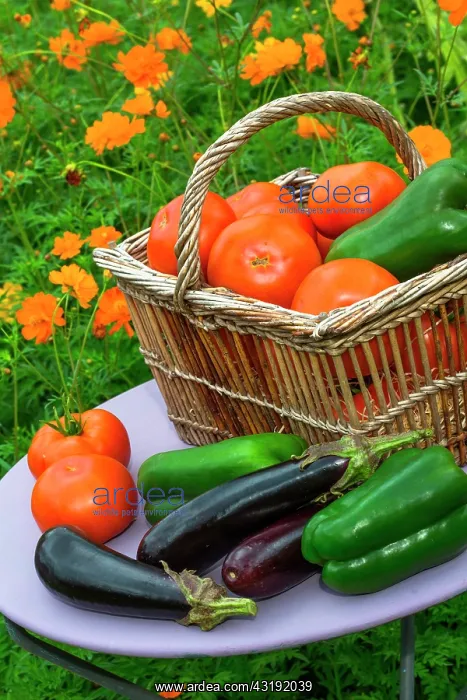 : Summer harvest of vegetables on a small garden table : Summer harvest of vegetables on a small garden table